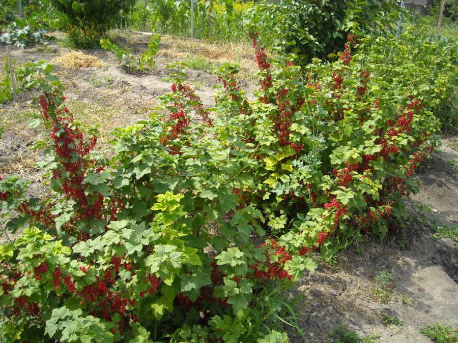 currant pruning