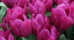 Seed and vegetative methods of propagation of tulips, technology and timing