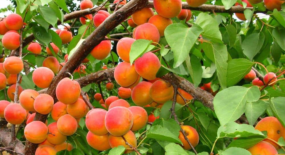 apricot hargrand