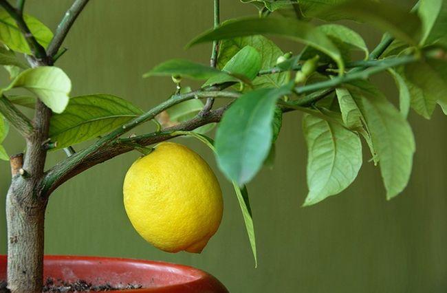 lemon does not bloom