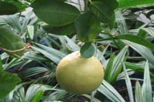 Description of Panderoza lemon and home care