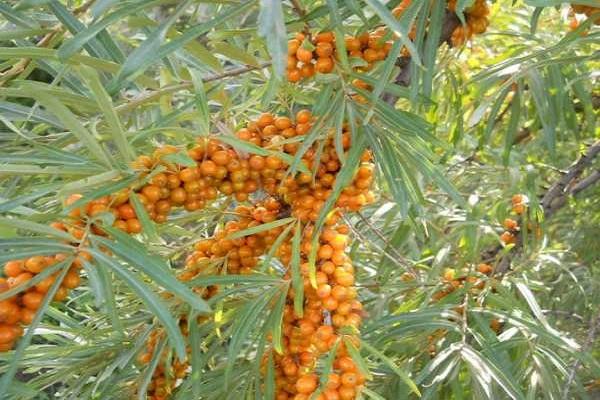 naranja brillante