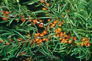 Description of the best varieties of sea buckthorn, low-growing and frost-resistant, thornless, juicy and sweet