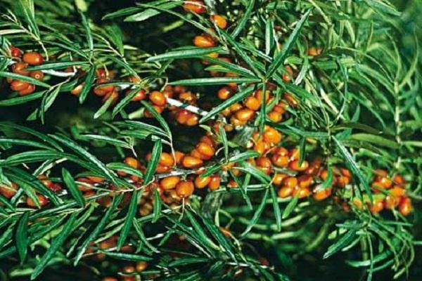 Altai sea buckthorn