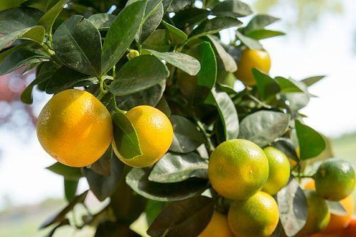 tangerine leaves turn yellow