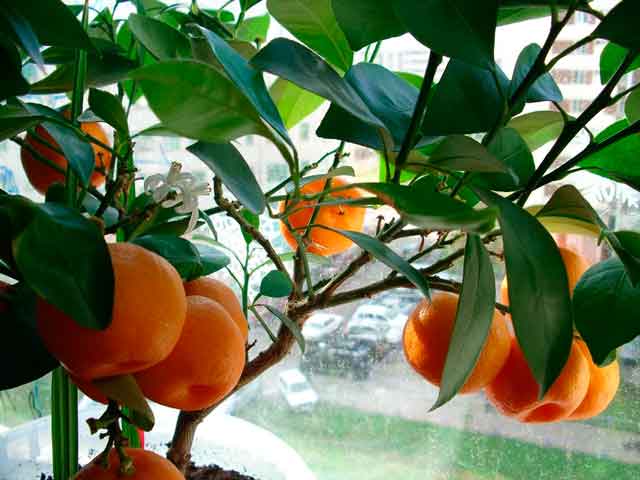 mandarina unshiu