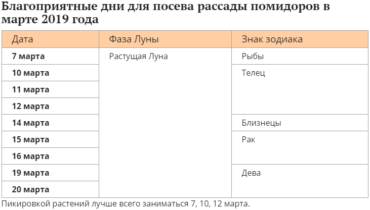 plantar tomate