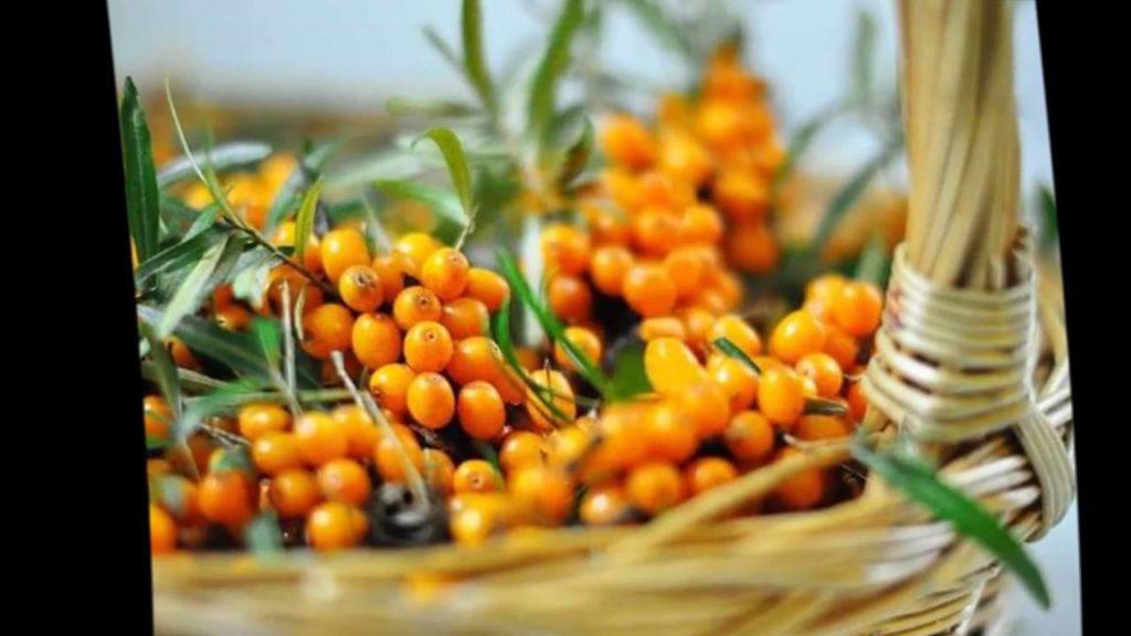 Ripe sea buckthorn