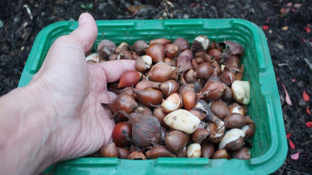 propagation de tulipes