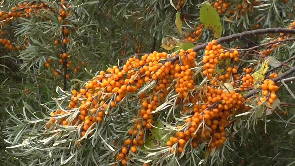 Buckthorn laut yang matang