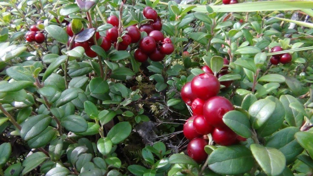 Preiselbeeren pflücken