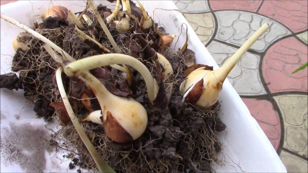 transplanting tulips