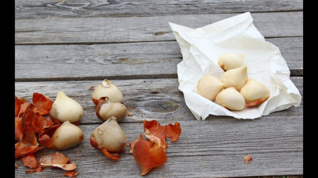 tulip processing