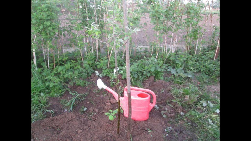 planter un pommier