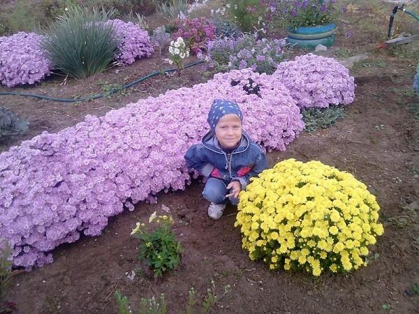 Aster Heather