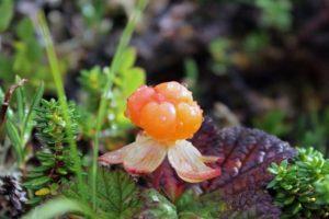 Cuándo recolectar bayas y hojas de moras, ¿es posible que no estén maduras y la vida útil