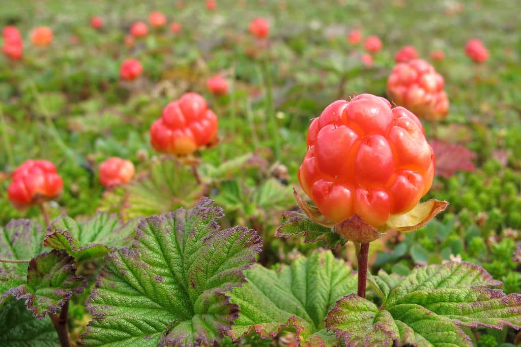 growing cloudberries