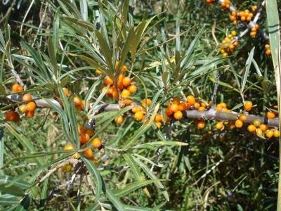 sea ​​buckthorn breeding