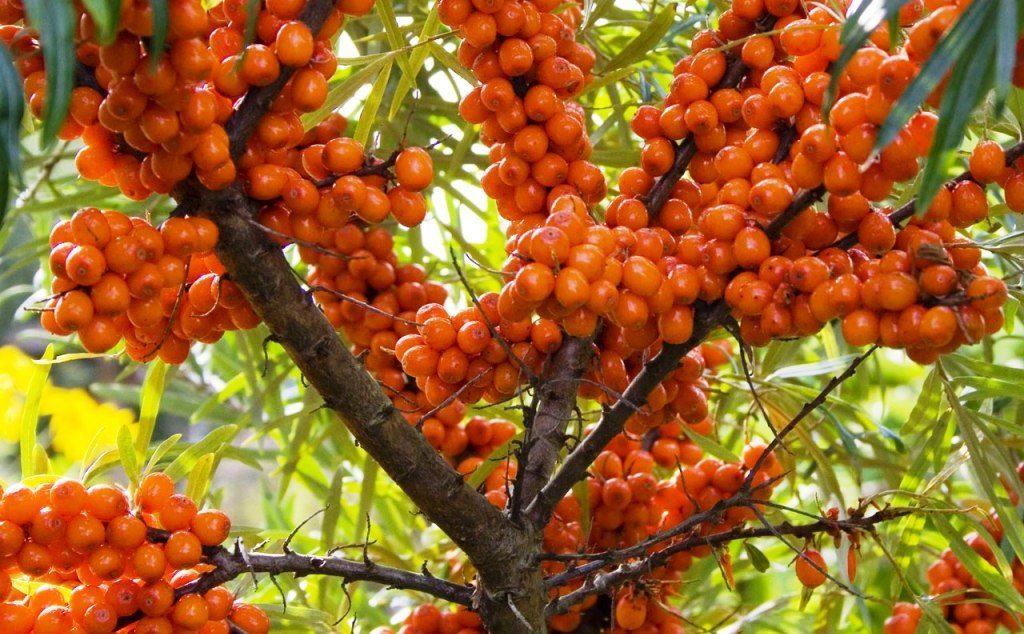 Ripe sea buckthorn