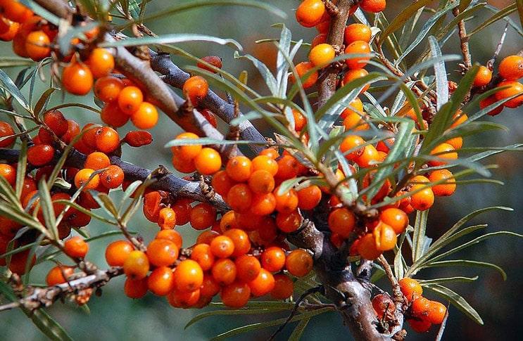 Ripe sea buckthorn