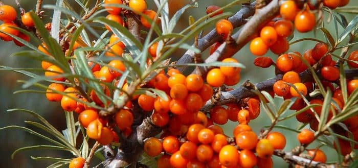 pruning sea buckthorn