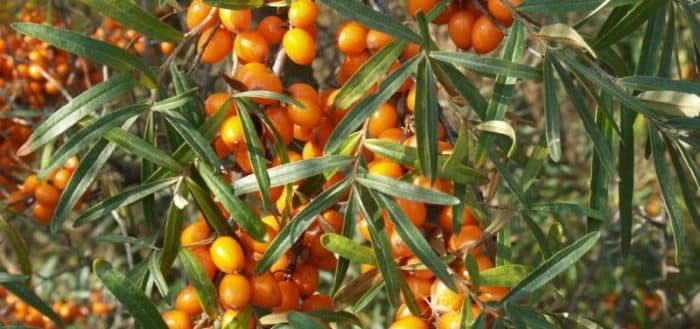 ripe sea buckthorn