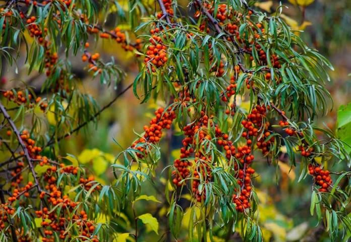 buckthorn laut yang matang