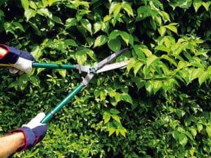 How to properly prune barberry bushes in summer, spring and autumn