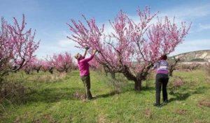 Cuándo y cómo podar melocotones para formar un árbol