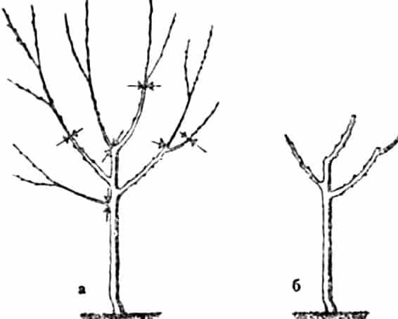 taille de pêche