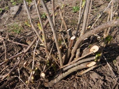 currant pruning