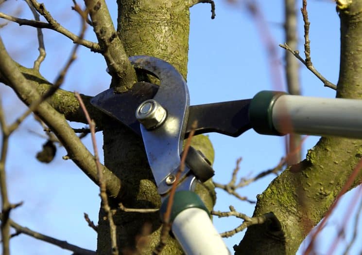 apple pruning