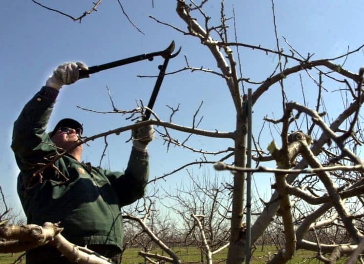 apple pruning