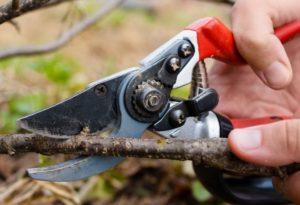 When and how to properly cut currants for a good harvest