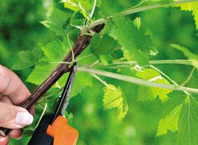 currant pruning