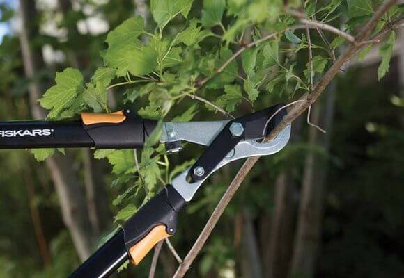 currant pruning