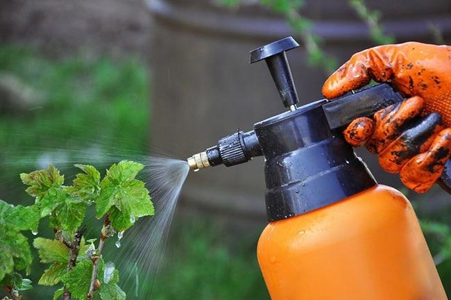 spraying currants