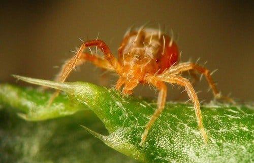 Peach mites