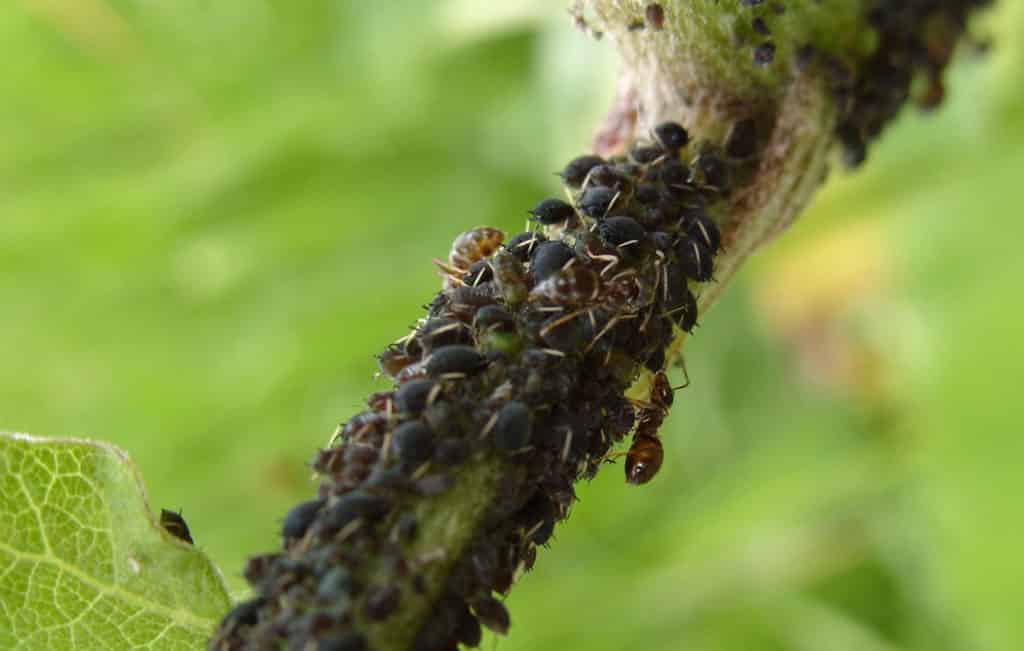 peach aphid