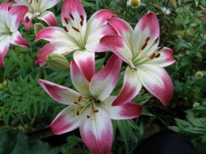 Description of the best varieties of lilies, planting and care in the open field and what to feed