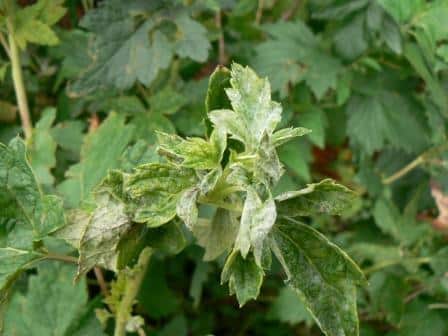 powdery mildew on currants