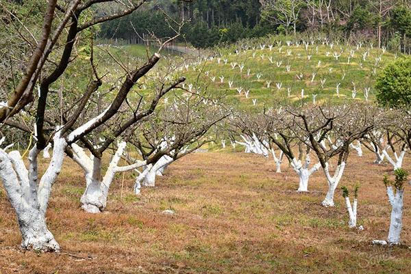 peach pruning