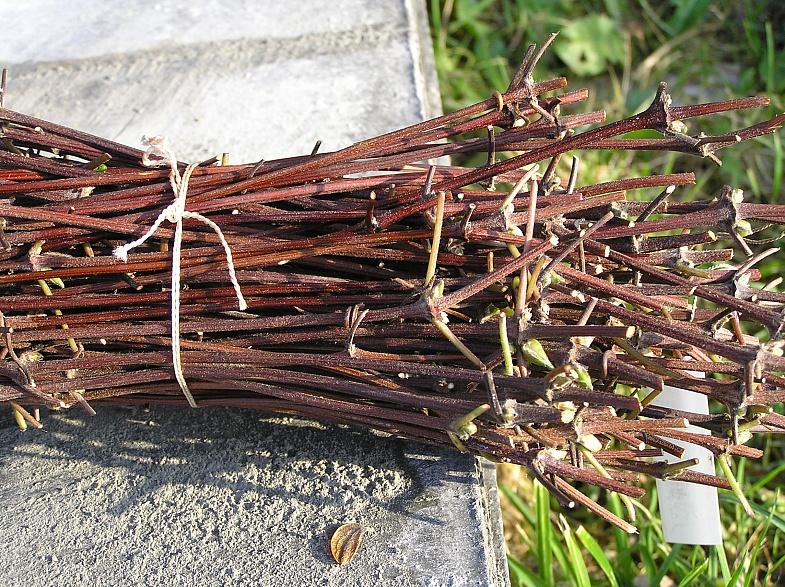 how to propagate clematis