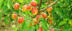 Description and characteristics of the apricot variety Akademik, planting, cultivation and care