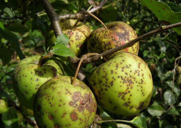 champignon de pomme