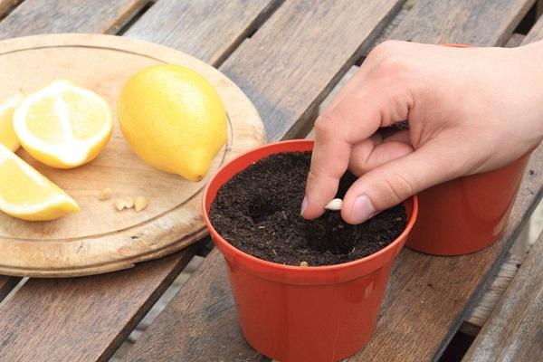 planter une graine