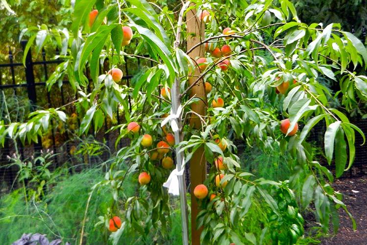 peach pruning