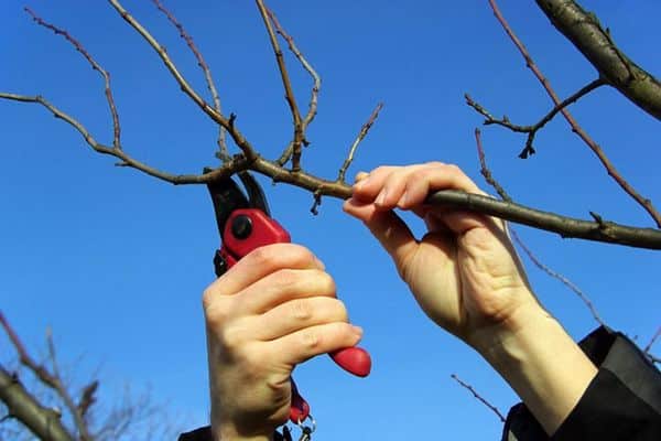 peach pruning