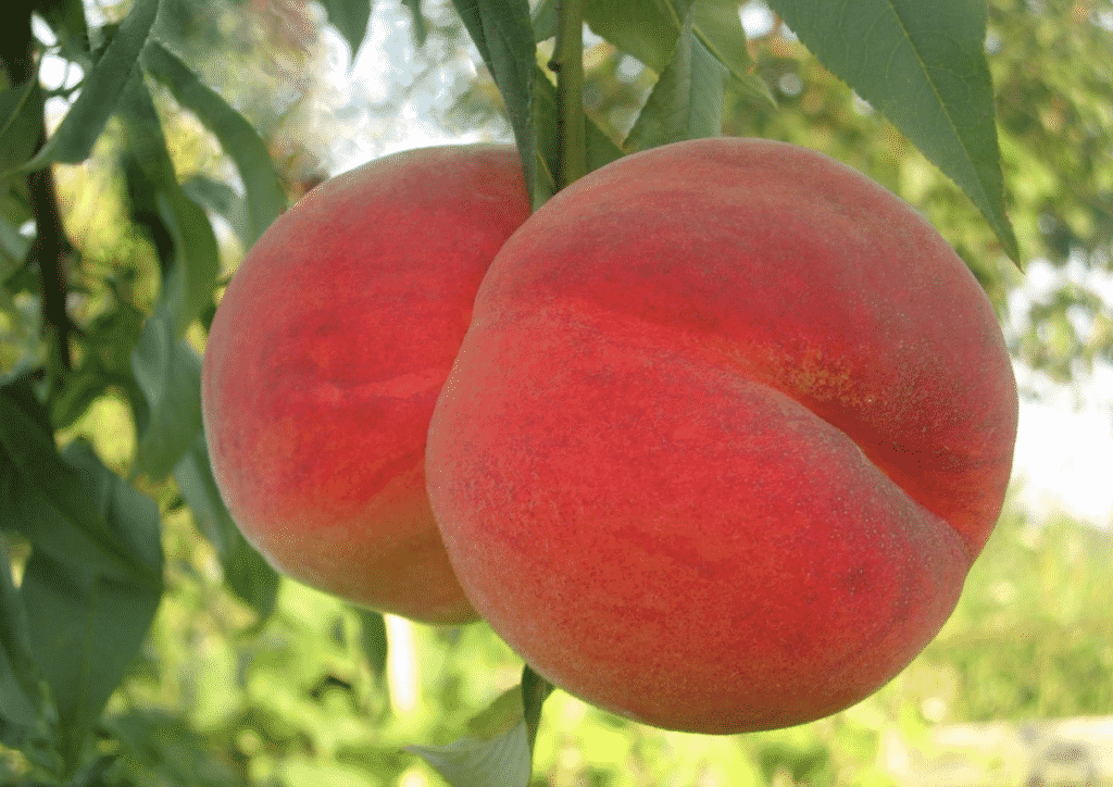 PEACH redhaven