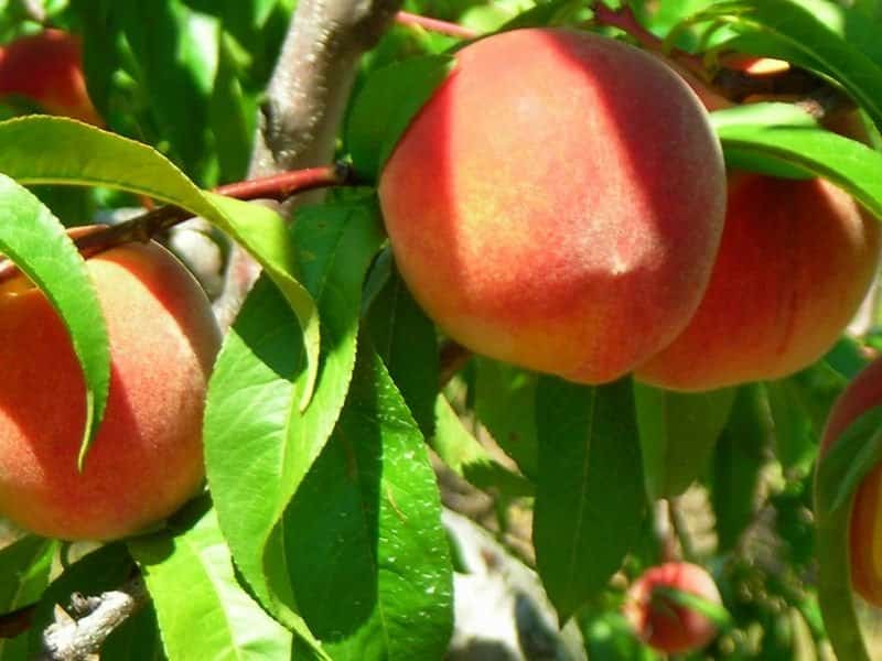 Redhaven peach